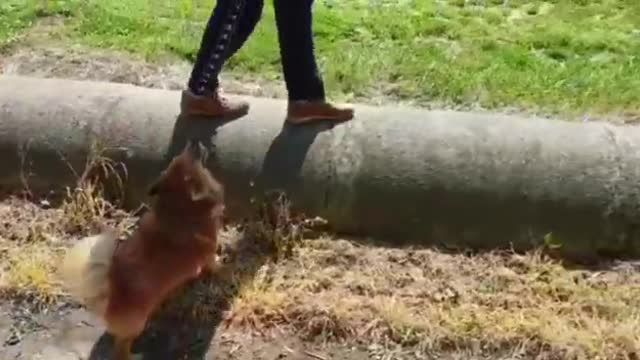 La la dog walking up and down 🙃