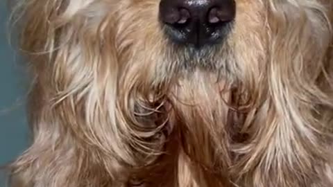 Dog wakes up with bed head #goldendoodle #dogdad #cute