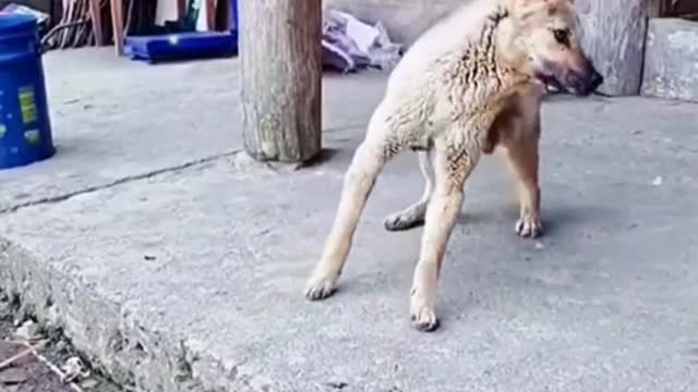 The dog said: I also want to see you today, no matter what the weather is