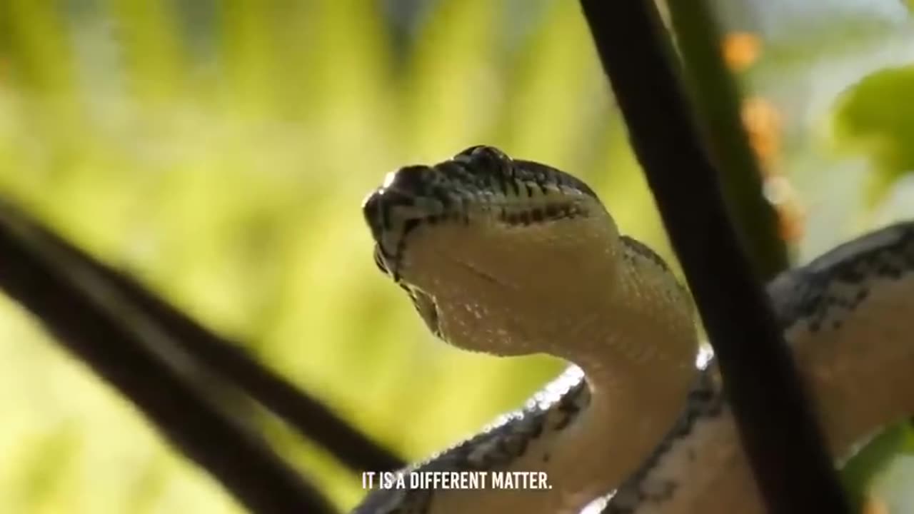 🐍🦓 Deadly Encounter: Black Mamba Strikes Hyena in Shocking Confrontation! 😱🌿