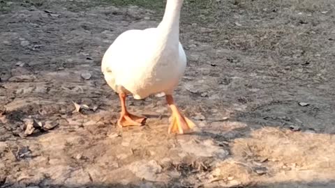 Goose 🦆 Video By Kingdom of Awais