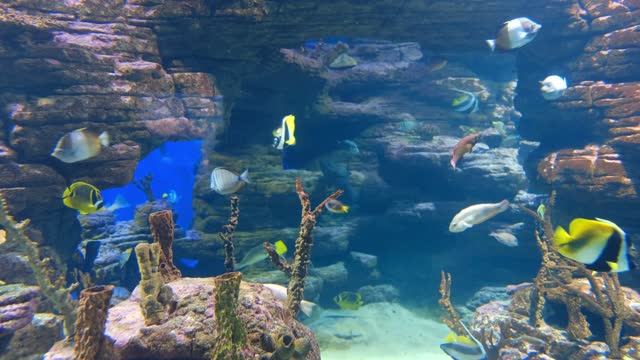 2 Hours of Beautiful Coral Reef Fish, Relaxing Ocean Fish