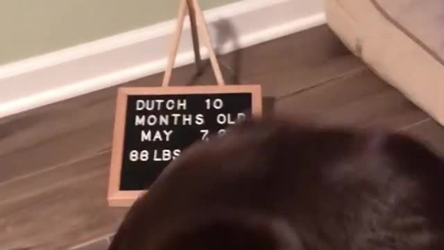 A few days late, but Happy 10th Month to Dutch