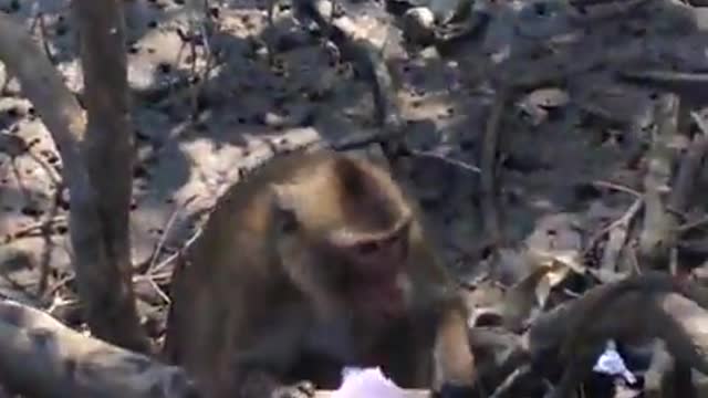 Monkeys eat ice cream at Can Gio district, Ho Chi Minh City, Vietnam