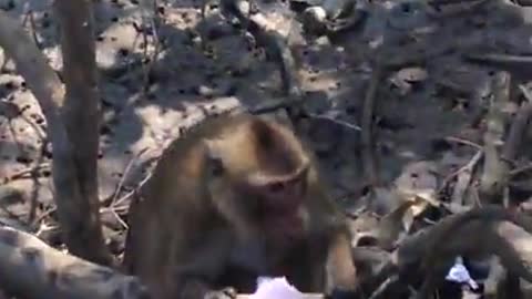 Monkeys eat ice cream at Can Gio district, Ho Chi Minh City, Vietnam