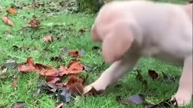 cute dogs.GALVNR