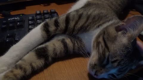 I Sleep on Your Keyboard, So You Can't Work Hooman