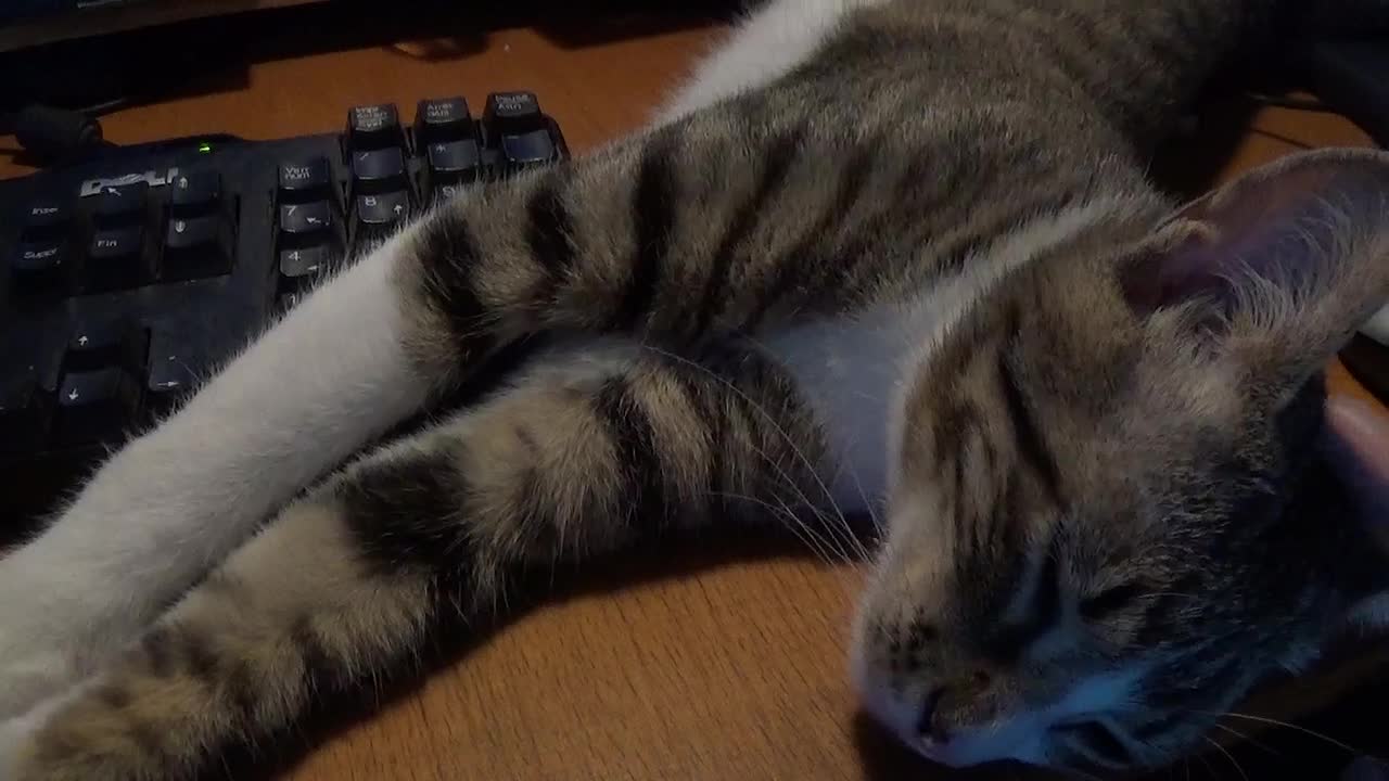 I Sleep on Your Keyboard, So You Can't Work Hooman