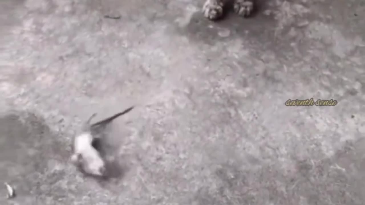 Funny animals video 😂