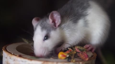 Cutie Mouse 🐀 Eating food