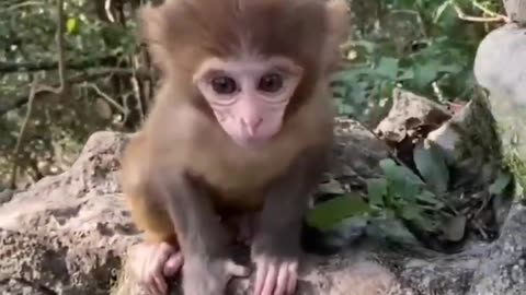 Cute Baby Animals Funny Video 😂 | Adorable and Hilarious Animal Compilation.