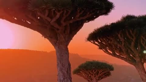 Dragon tree in Socotra🇾🇪