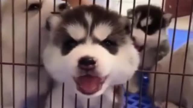 cute dogs are smart and funny | cute dogs funny videos