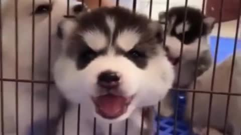 cute dogs are smart and funny | cute dogs funny videos