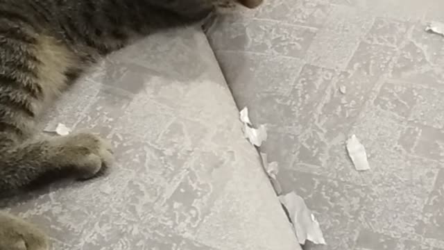 My cat eats paper.