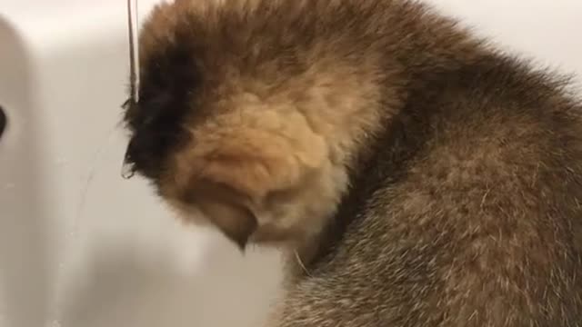 Lop-eared cat is washing