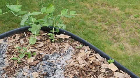 MY HANGING GARDEN MAY 11,2021
