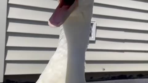 duck voice