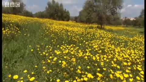 A Farmer's Flowery Method to Protect Cork Forest | BBC Earth