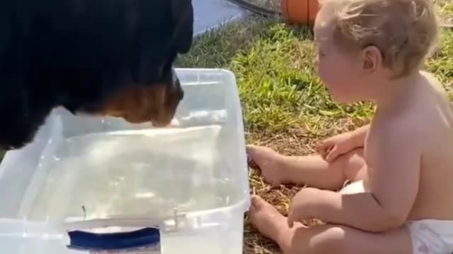 Cute Rottweiler Making A Kid Laugh