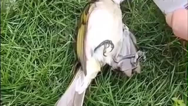 Rescue a bird