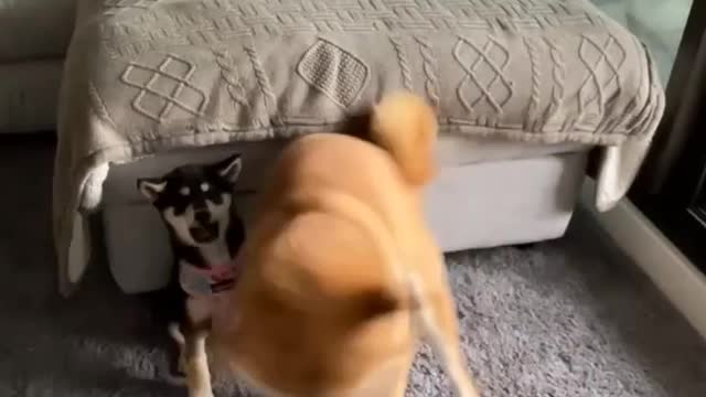 FATHER DOG PLAYING WITH BABY PUPPY 😍😍 AMAZING VIDEO