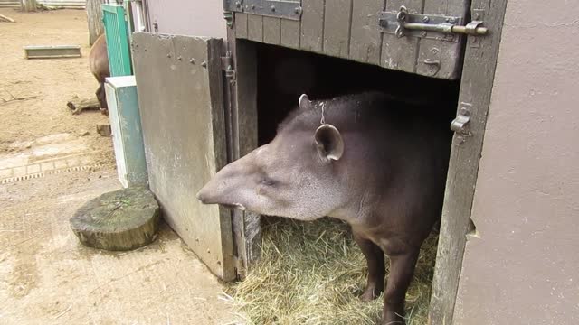 Have you ever seen a tapir?