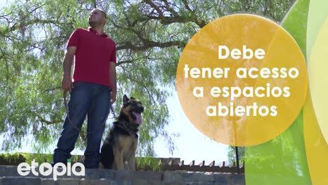 Enseña a tu amiga de cuatro patas a sentarse