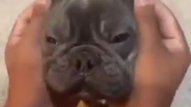 Cute Puppy Pug being so cute and funny