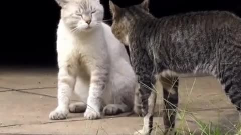 Two Cats Fighting In Parking Place