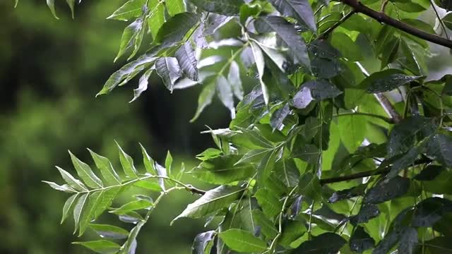 Real Thunderstorm and Heavy Rain Sound for Sleep