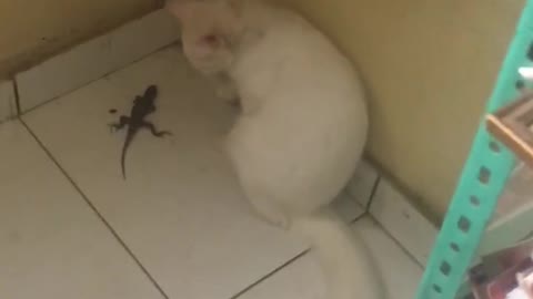 Babalu playing with lizard