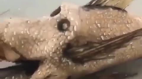This is a beautiful and charming water-dwelling species