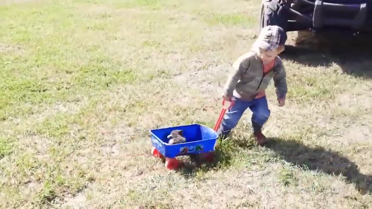 Funny videos of babys and cats and dogs