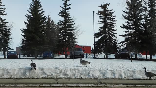 MORDEN DUCK CHILL WALKING ON THE ICE ROAD.