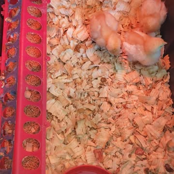 New Baby Chicks for Spring
