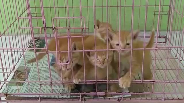 Cute kittens are just having fun