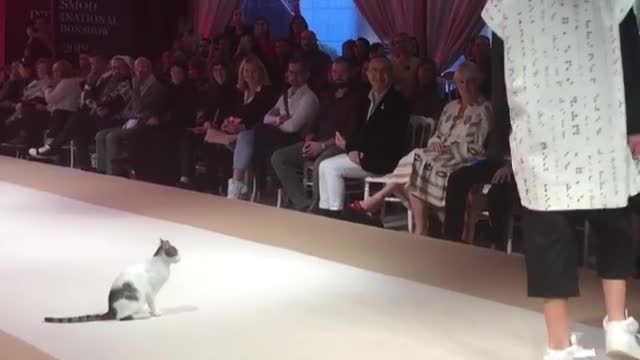 Gatinha invade desfile de moda e tenta atacar de forma adorável as modelos