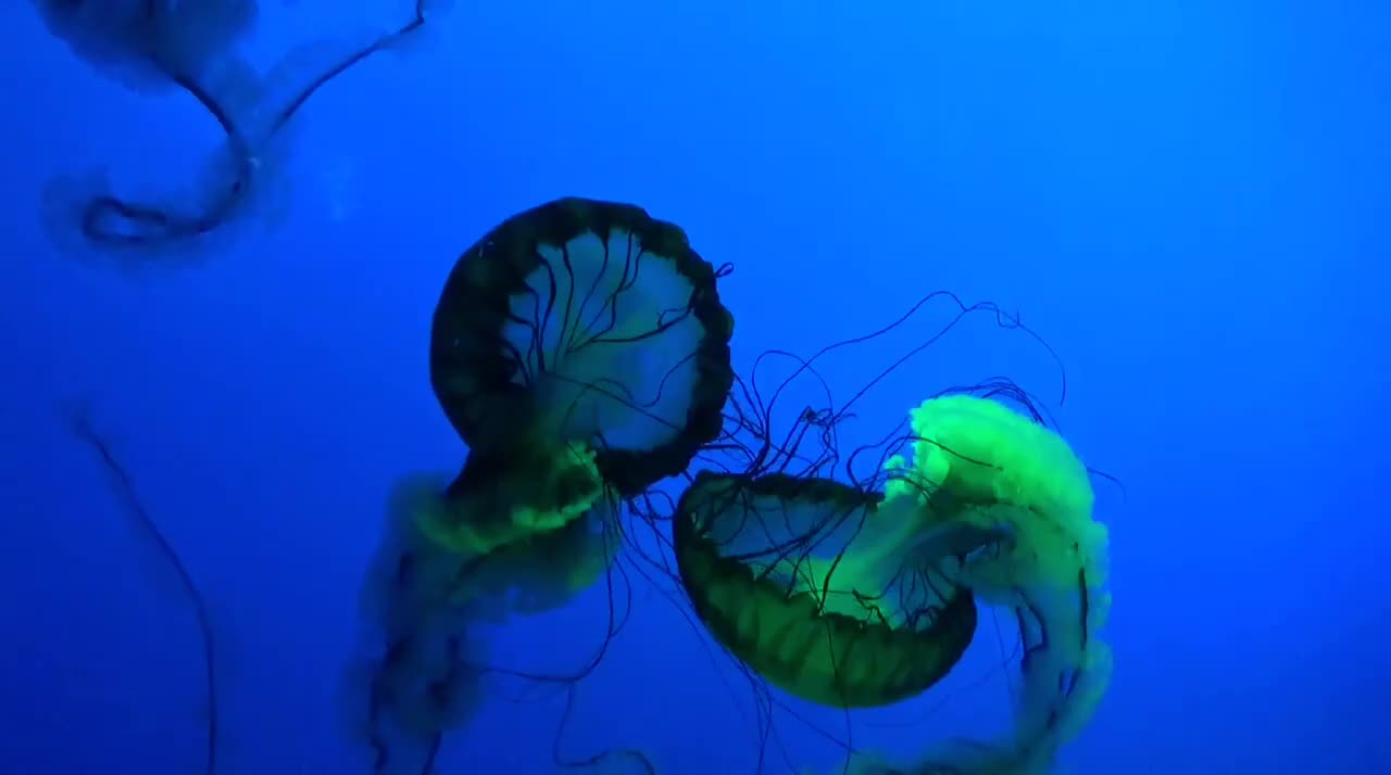 Jelly-Fish