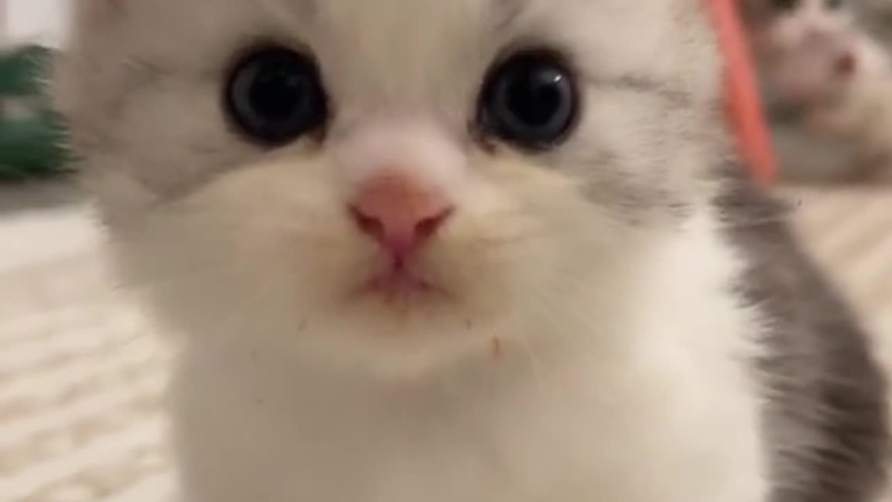 "Adorable Kitten's Melodious Meows: A Symphony of Cuteness!"