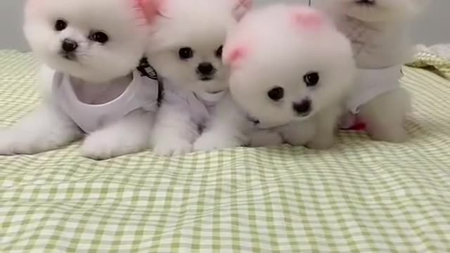 Cute dogs tiktok videos