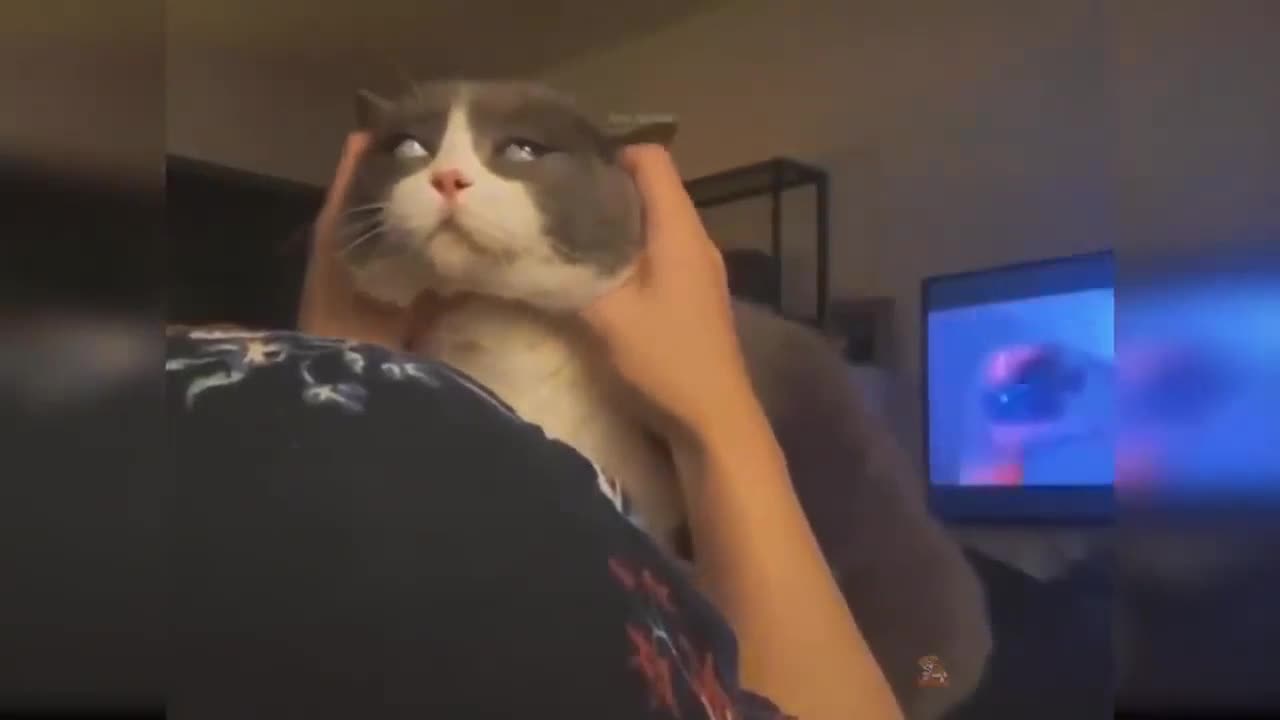 Cool Cat Enjoying Massage