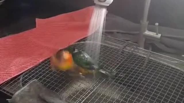 Just a perfect bird bath