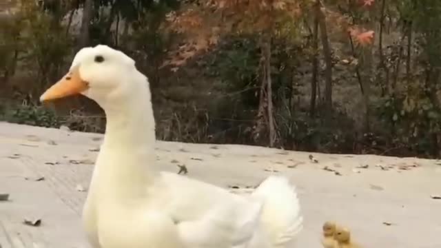 The life of little yellow duck and mother duck