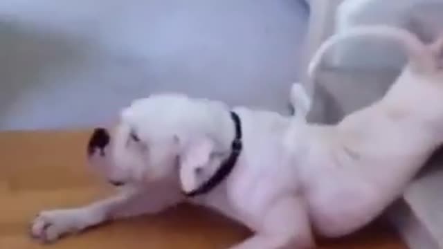 funny dog video