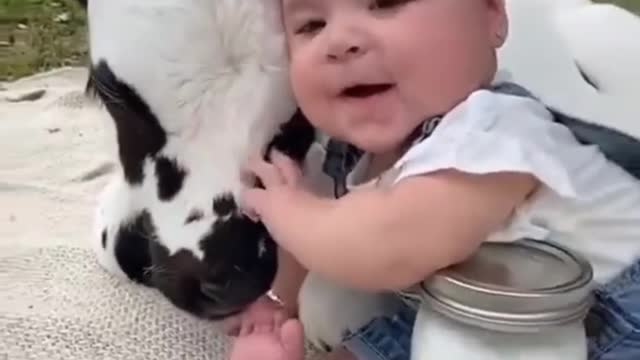 Funny baby videos with cow