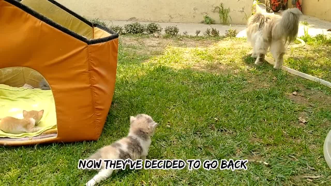 Cat Goldie Accepting Tiny Kittens And Licking Them