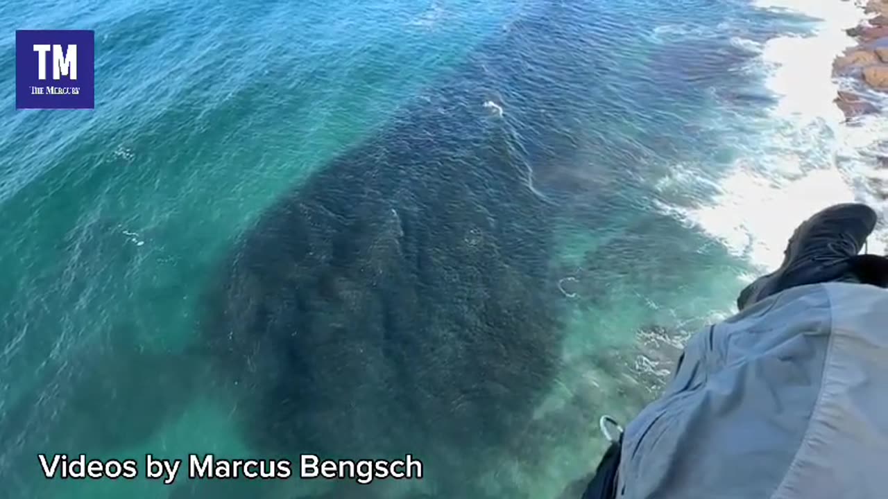 Sardines in Margate, KwaZulu-Natal