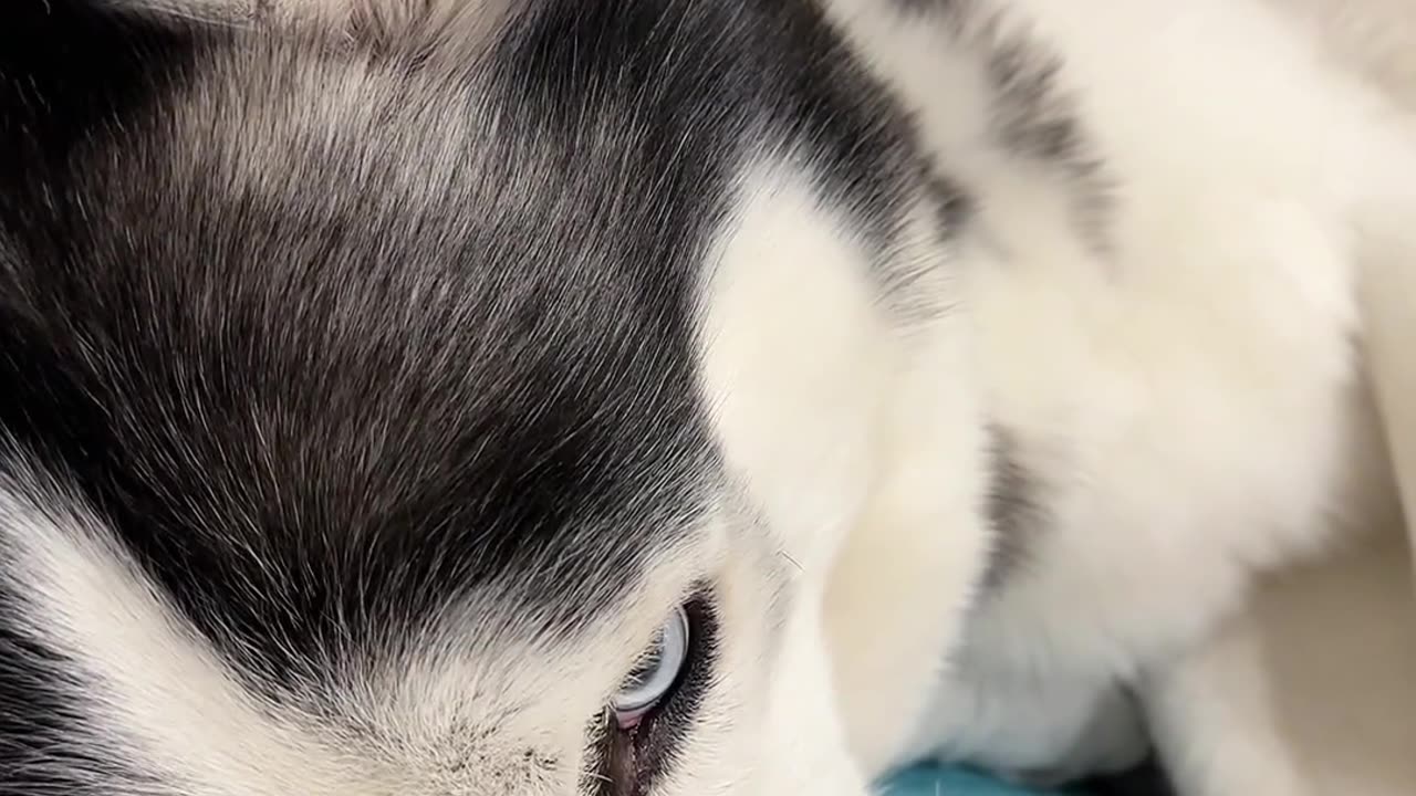 Bullying a dog is too much