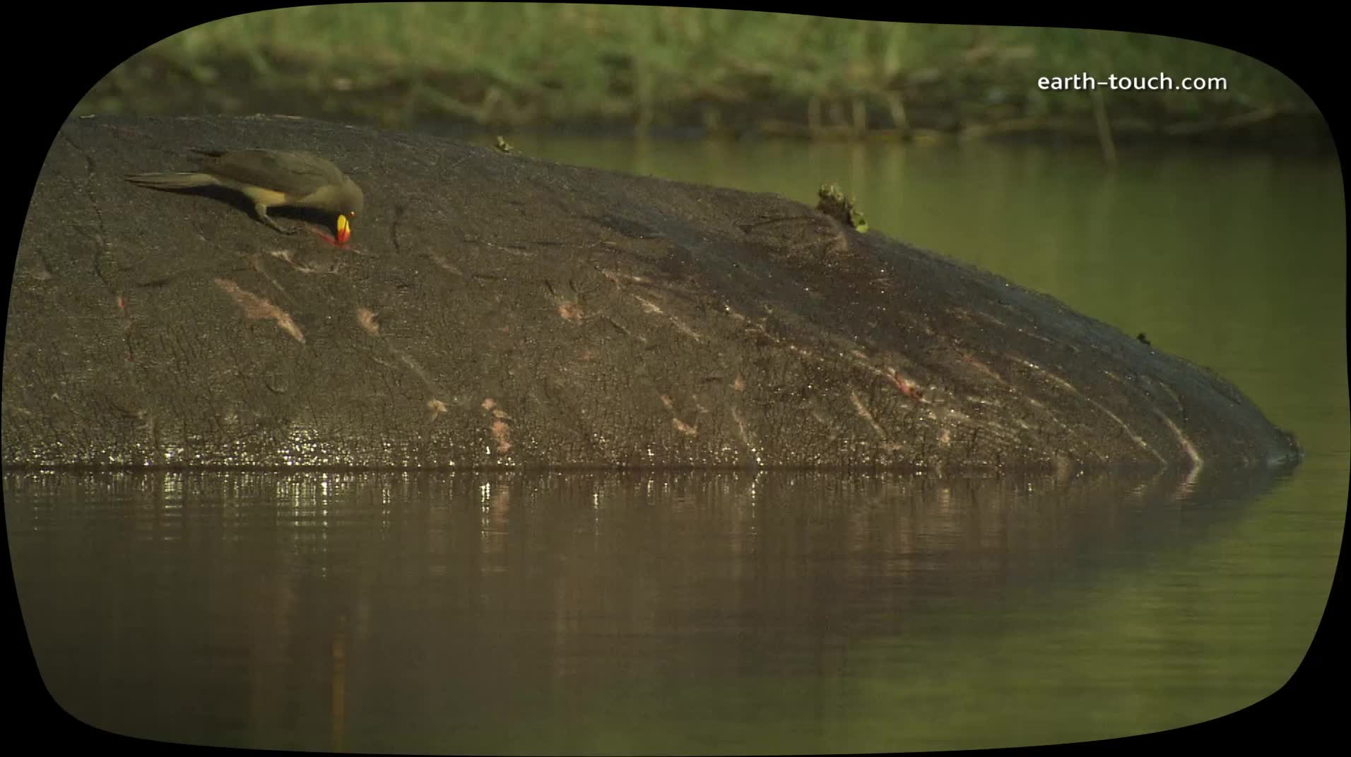 Funny Animal: Buffet on a Hippo